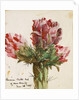Crimson Cactus Bud of New Mexico, 1869 by Vincent Colyer