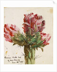 Crimson Cactus Bud of New Mexico, 1869 by Vincent Colyer
