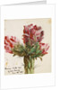 Crimson Cactus Bud of New Mexico, 1869 by Vincent Colyer