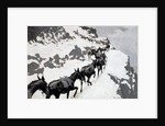 The Mule Pack 1901 by Frederic Remington