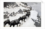 The Mule Pack 1901 by Frederic Remington