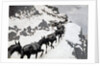The Mule Pack 1901 by Frederic Remington