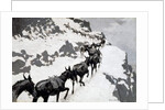 The Mule Pack 1901 by Frederic Remington