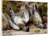 Still Life with Two Dead Birds, no date by John Sherrin