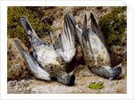 Still Life with Two Dead Birds, no date by John Sherrin