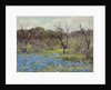 Early Spring Bluebonnets and Mesquite, 1919 by Julian Onderdonk