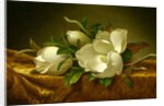 Magnolias on Gold Velvet Cloth, c.1888-90 by Martin Johnson Heade