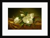 Magnolias on Gold Velvet Cloth, c.1888-90 by Martin Johnson Heade