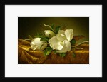 Magnolias on Gold Velvet Cloth, c.1888-90 by Martin Johnson Heade