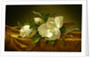 Magnolias on Gold Velvet Cloth, c.1888-90 by Martin Johnson Heade