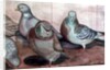 Pigeons by Carolyn Hubbard-Ford