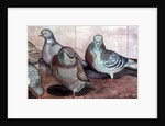 Pigeons by Carolyn Hubbard-Ford