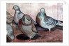 Pigeons by Carolyn Hubbard-Ford