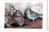 Pigeons by Carolyn Hubbard-Ford