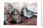Pigeons by Carolyn Hubbard-Ford