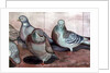 Pigeons by Carolyn Hubbard-Ford