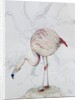 Flamingo by Carolyn Hubbard-Ford