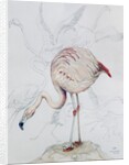Flamingo by Carolyn Hubbard-Ford