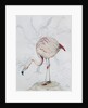 Flamingo by Carolyn Hubbard-Ford