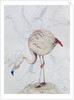 Flamingo by Carolyn Hubbard-Ford