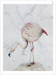 Flamingo by Carolyn Hubbard-Ford