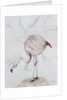 Flamingo by Carolyn Hubbard-Ford