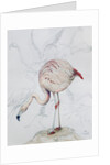 Flamingo by Carolyn Hubbard-Ford