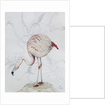 Flamingo by Carolyn Hubbard-Ford