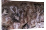 Prehistoric art : cave with hand prints 'Cave of the Hands' by Prehistoric Prehistoric