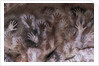 Prehistoric art : cave with hand prints 'Cave of the Hands' by Prehistoric Prehistoric