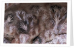 Prehistoric art : cave with hand prints 'Cave of the Hands' by Prehistoric Prehistoric