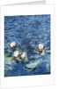 Les Nympheas: Le Matin 1916-1926 by Claude Monet
