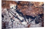 Prehistoric art: Scene of the Well: a man with a bird head and seems to fall or being pushed by a bison by Prehistoric Prehistoric