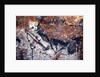Prehistoric art: Scene of the Well: a man with a bird head and seems to fall or being pushed by a bison by Prehistoric Prehistoric