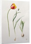 Parrot Tulip, 1995 by Iona Hordern