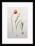 Parrot Tulip, 1995 by Iona Hordern