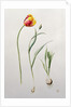 Parrot Tulip, 1995 by Iona Hordern