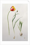 Parrot Tulip, 1995 by Iona Hordern