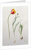 Parrot Tulip, 1995 by Iona Hordern