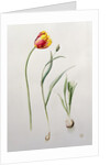 Parrot Tulip, 1995 by Iona Hordern