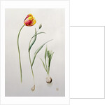 Parrot Tulip, 1995 by Iona Hordern