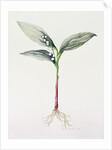 Lily of the Valley, 1995 by Iona Hordern