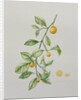 Ornamental Orange, 1995 by Iona Hordern