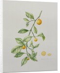 Ornamental Orange, 1995 by Iona Hordern