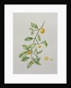 Ornamental Orange, 1995 by Iona Hordern