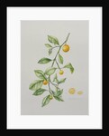 Ornamental Orange, 1995 by Iona Hordern