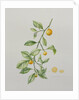 Ornamental Orange, 1995 by Iona Hordern