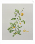 Ornamental Orange, 1995 by Iona Hordern