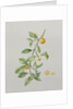Ornamental Orange, 1995 by Iona Hordern