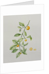 Ornamental Orange, 1995 by Iona Hordern